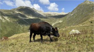 Artikel Bike Weekend Goms